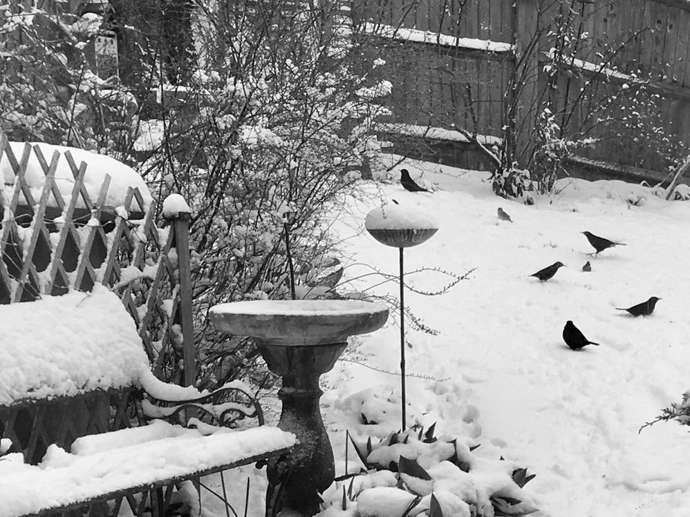 Bird Blackbirds Snow 2018 copy.JPG
