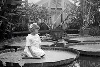 giant-water-lily-at-kew-gardens-london-the-victoria-regia-a-water-B55C59.jpg